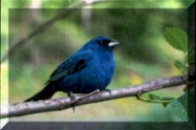 indigo-bunting