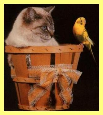 cat