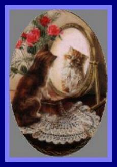 cat-mirror