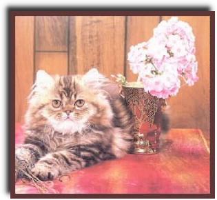 kitten
