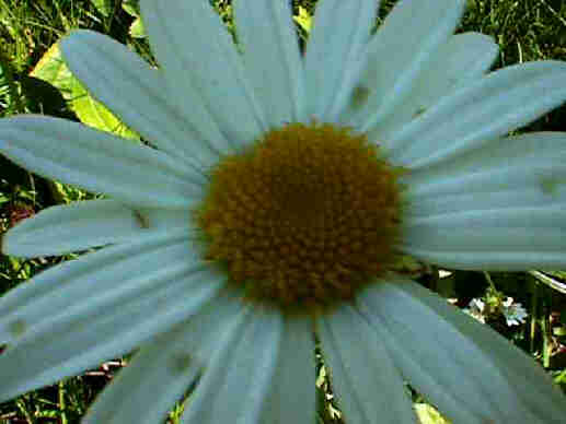Achillea