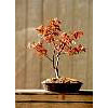 japanese maple