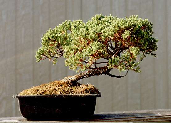 juniper