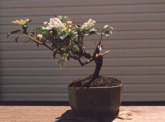 pieris bonsai