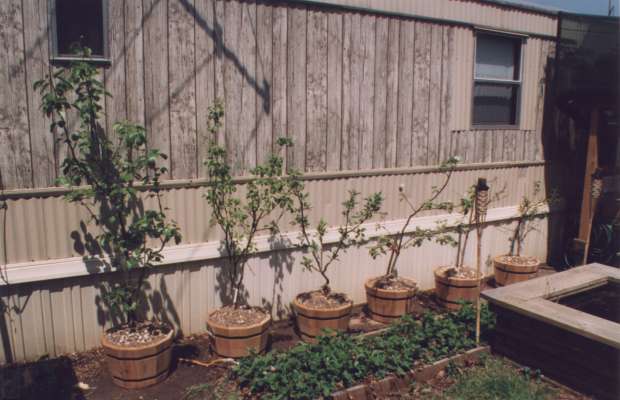 fruit trees