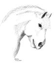 Percheron Stallion - Ink