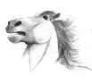 Startled anthromorph horse