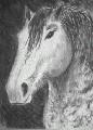 (charcoal) Percheron stallion