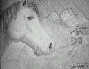 Old horse far from home