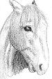Frightened horse