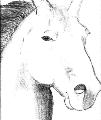 Proud stallion