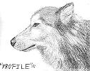 Malamute