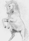 Lippizan stallion rearing