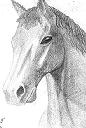 Sonny - a Quarter horse