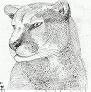 Cougar