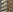 Neck Selection