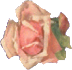 rose on right