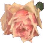 rose on left