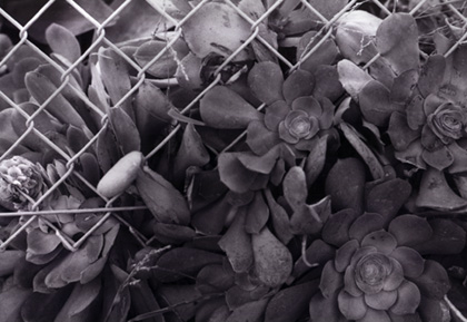 wire fence