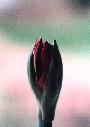 Amaryllis