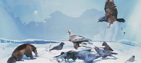 Ravens