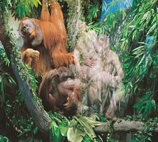 Orangutangs