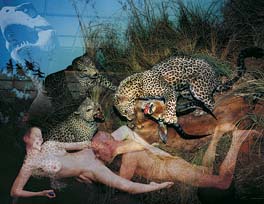 Leopards