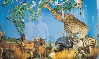 Giraffe