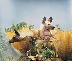 Hyenas