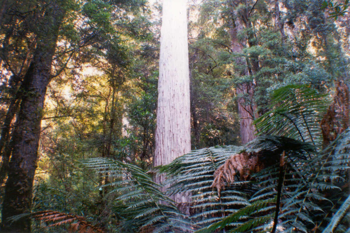whitetree.jpg