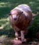 buttercup_small.jpg (5672 bytes)