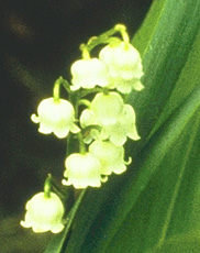 Convallaria majalis
