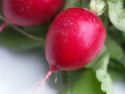 radishes