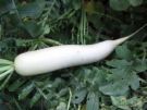 a white radish