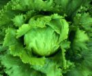 lettuce