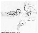 Sketches of Ducklings