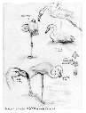 Sketches of Flamingos