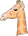 Head