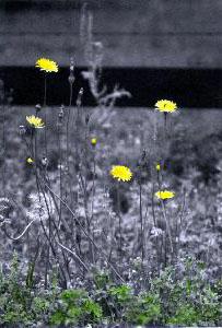 dandelions