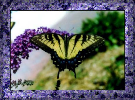 butterfly