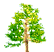 Maple Tree