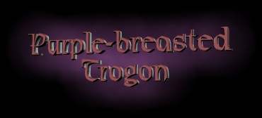 Purple-breasted Trogon