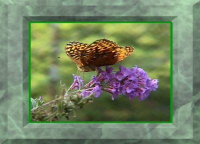 butterfly