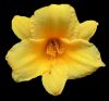 yellow flower