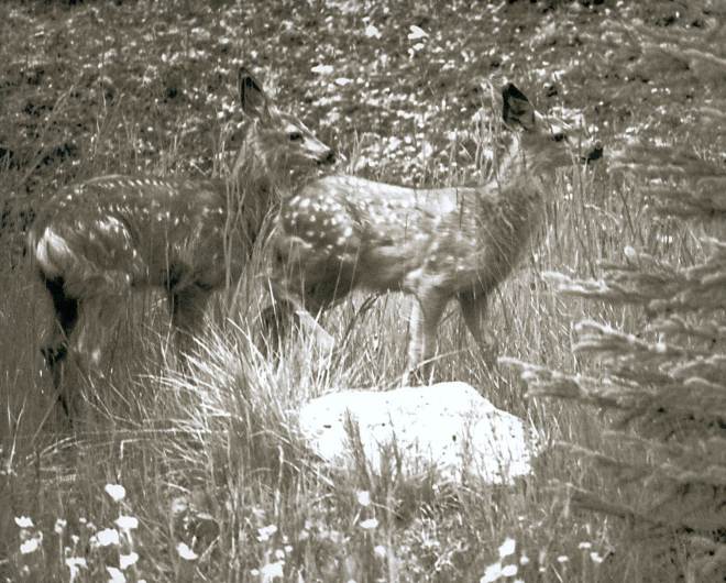 Deer in Yoho