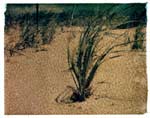 grass