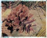 pine cone
