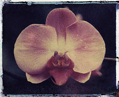 Pink Orchid