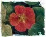 red flower
