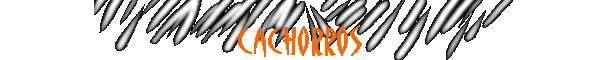 cachorros